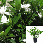 Gardenia Jasminoides Mystery 5Gallon White Mystery Gardenia White Live Plant Outdoor Ho7