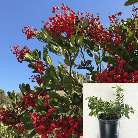 Heteromeles Arbutifolia 5Gallon Christmas Toyon Heteromeles Plant Arbutifo Fr7