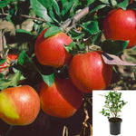 Fruit Tree Honeycrisp Apple 5 Gallon Plant Malus Pumila Dwarf Fruit Tree Live Plant Gr7