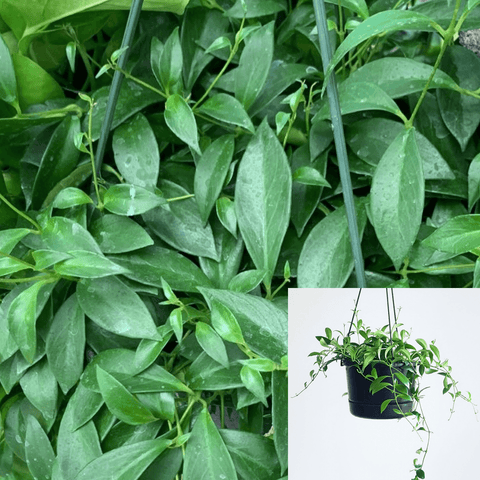 Lipstick Green Plant Care Guide 6Inches Plant Purple Star Lipstick Pot Plant Aeschynanthus Radicans Pago Live Plant Ht7