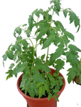 Tomatoes Big Boy Plant 1Gallon Lycopersicon Esculentum Big Boy Plant Live Plant Pv7Ht7 Best