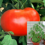 Tomatoes Big Boy Plant 1Gallon Lycopersicon Esculentum Big Boy Plant Live Plant Pv7Ht7 Best