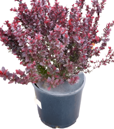 Berberis Concorde 5 Gallon Japan Barberry Plant Pink Shrubs Live Plant