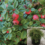 Cotoneaster Dam Streib Findling 1Gallon Bearberry Cotoneaster 1Gallon Live Plant Mr7