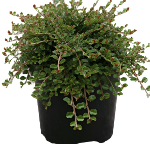 Cotoneaster Dam Streib Findling 1Gallon Bearberry Cotoneaster 1Gallon Live Plant Mr7