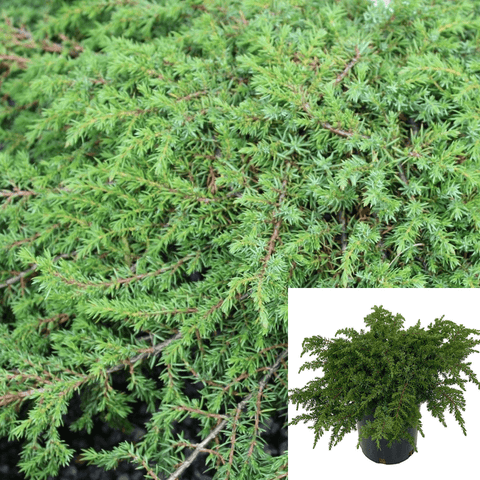 Juniperus Chinensis Green Carpet 1Gallon Juniperus Chinensis Communis Green Carpet Sh Live Plant Ht7