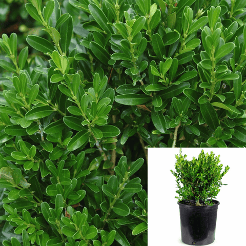 Euonymus Japanese Green Spires 1Gallon Euonymus Japonicus Green Spire Plant Green Spire Euonymus Live Plant Outdoor Mho7