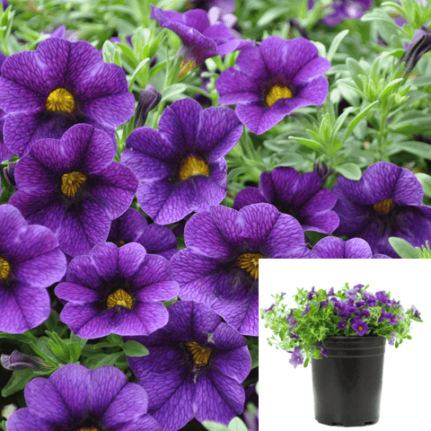 Calibrachoa Midnight Blue 6Inches Plant Superbells Blue Plant Flower Outdoor