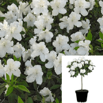 Azalea Fielder White Patio 5 Gallon Southern Indica Plant Outdoor Live Plant Gr7