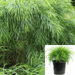 Acacia Con Cousin It 2Gallon Little River Wattle Live Plant Outdoor Gr7