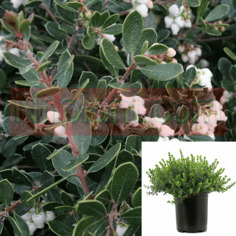 Arctostaphylos Emerald Carpet 5Gallon Emerald Carpet Manzanita 5Gallon Outdoor Live Plant Fr7