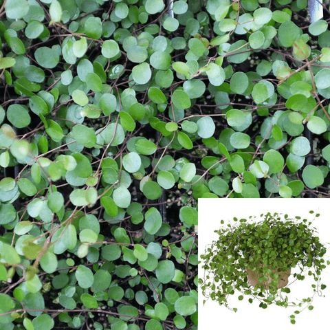 Creeping Wire Vine Plant 8Inches Pot Muehlenbeckia Axillaris Plant Sprawling Wirevine Plant Hanging Live Plant Ht7