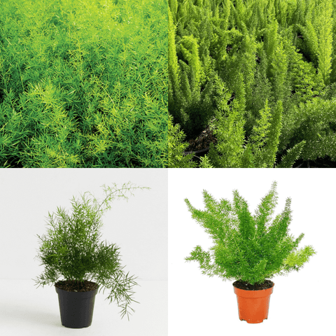 Combo Of 2 Fern Plant 5inches Pot Asparagus Sprengeri Fern Plant Asparagus Foxtail Fern Live Plant