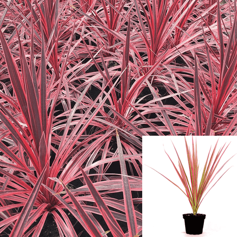 Cordyline Red Star 1Gallon Red Star Cordyline Plant Red Star Cabbage Tree