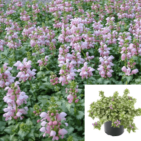 Lamium Maculatum Pink Pewter Plant 1Gallon Dead Spotted Nettle Plant Flower Live Plant Ht7