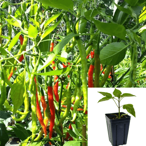 Pepper chili India Jwala Finger Hot Non Gmo Organic Healthytrong 4Inches Pot Live Plant Ht7 Best