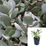 Crassula Arborescens Agavaceae Succulent Drought Tolerant 4Inches Pot Silver Live plant BEST HT7
