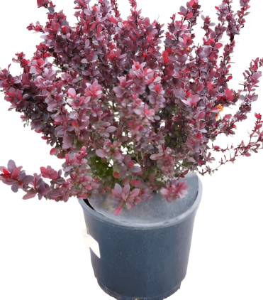 Berberis Thunbergii Rose Glow 5Gallon Pinkish Red Barberry Plant Berberis Thunbergii Rose Glow Live Plant Outdoor Mr7