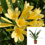 Clivia Hybrid Yellow 1Gallon Clivia Miniata Var Citrina Agavaceae Yellow Flower Succulent Live Plant Ht7