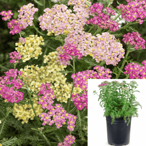 Achillea Millefolium Summer 1Gallon Achillea Millefolium Summer Pink 1Gallon Achillea Millefolium Summer Pastels Plant C