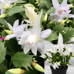 Christmas Cactus Zygocactus White Plant 6Inches Pot Schlumbergera Bridgesii White Succulent Drought Tolerant Live Plant