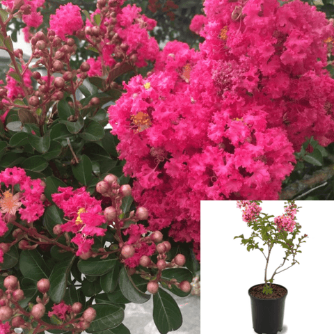 Lagers Fauriei Tuscarora Standard Tree 5Gallon Lager Fauriei Tuscarora 5Gallon Crape Myrtle Coral Pink Plant Flower Outdoor Live Plant Mr7