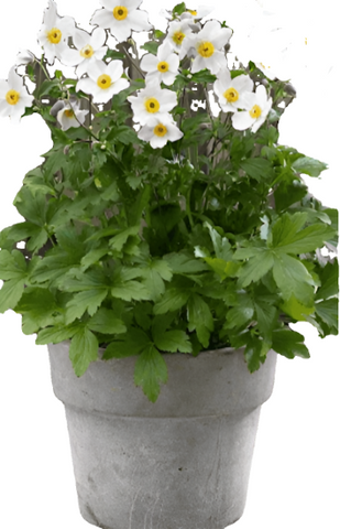 Anemone Honorine Jobert 1 Gallon Japanese White Outdoor Live Plant Ho7