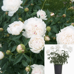 Paeonia Festiva Maxima 2Gallon Peony White Plant Flower Outdoor + Live Plant Mr7Ht7