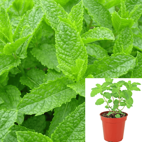 Mint Spearmint Mint 4Inches Pot Common Mint Lamb Mint Mackerel Mint Mentha Ht7 Best