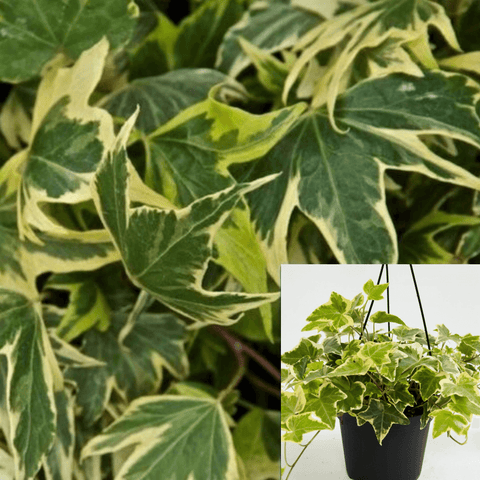 Hedera Helix Modern Times Variegated Staked Plant Branching Ivy 1Gallon A+ Live Plant Ho7 Groundcovering Wall Covering Ivy Ht7