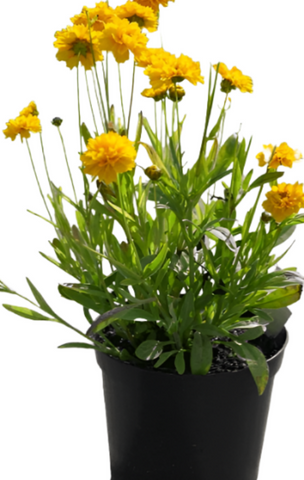 Coreopsis Sunray 1Gallon Coreopsis Grandiflora Sunray Plant Tickseed Double Yellow 1Gallon Live Plant Gr7