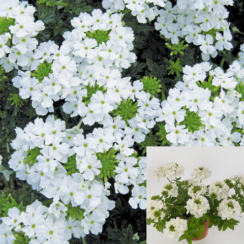 Verbena Peruviana White 1Gallon Verbena Endurascape White 1Gallon Outdoor Live Plant Mr7