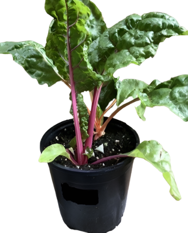 Swiss Chard Bright Lights Plant Beta Vulgaris Bright Lights 1Gallon Pot Ht7