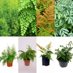 Combo Of 4 Fern Plant 5inches Pot RANDOM Maidenhair Fern Plant Sprengeri Fern Plant Autumn Fern Plant Silver Lace Fern Plant In