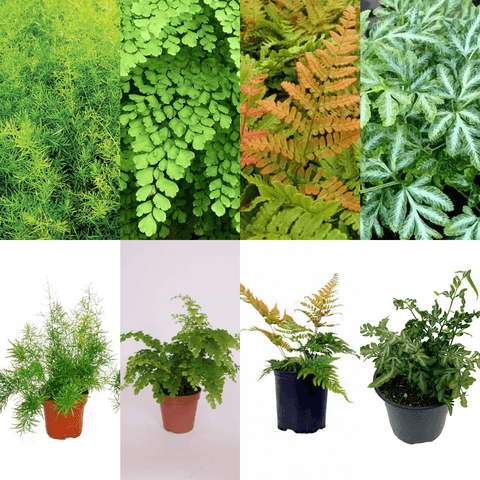 Combo Of 4 Fern Plant 5inches Pot RANDOM Maidenhair Fern Plant Sprengeri Fern Plant Autumn Fern Plant Silver Lace Fern Plant In