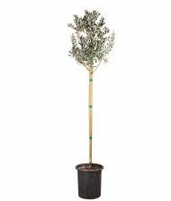 Feijoa Sellowiana Patio 5 Gallon Plant Pineapple Guava Guavasteen Fruit Tree Outdoor Live Plant F