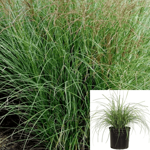 Miscanthus Sin Yaku Jima Plant Dwarf Maiden Grass 5Gallon Dwarf Maiden Grass Live Plant Ho7