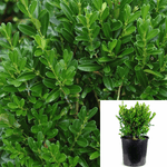 Buxus Green Mountain 5Gallon Green Mountain Boxwood Live Plant Outdoor Ho7