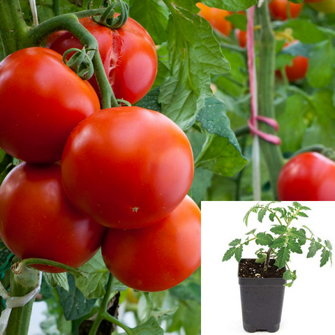 Tomato Top Red 4Inches Pot Plant Solanum Lycopersicum Live Plant