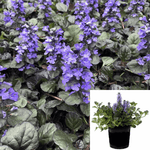 Ajuga Pw Black Scallop Blue Black 1Gallon Ckt Plant Ajuga Reptans Scallop Plant Ajuga Pw Black Scallop Perennial Outdoor Ht7