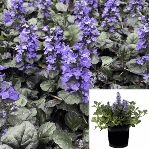 Ajuga Pw Black Scallop Blue Black 1Gallon Ckt Plant Ajuga Reptans Scallop Plant Ajuga Pw Black Scallop Perennial Outdoor Ht7