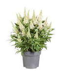 Buddleia Pugster White 5Gallon Plant Pugster White Butterfly Bush Plant Butterfly Bush Plant Outdoor Shrub Live Plant Gr