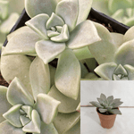 Graptopetalum Paraguayense Agavaceae Succulent Drought Tolerant 4Inches Pot Houseplant Succulent Drought Tolerant Ht7 Best