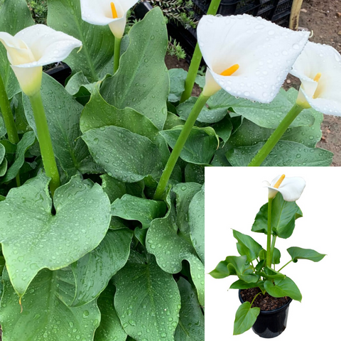Zantedeschia Aethiopica Plant BEST Common Calla White Florist Calla Lily Flower Live Plant 2gMht7 5GALLON