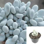 3 Cuttings Pachyphytum Oviferum Agavaceae Blue Succulent Pachyphytum Oviferum Pearly Moonstones houseSucculent Plant Not