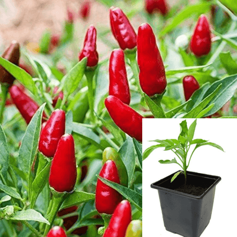 Pepper Thai Hot 4Inches Pot Chili Pepper Originally From Thailan Range FromHt7 Best