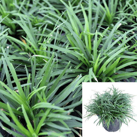Ophiopogon Dwarf 1Gallon Ophiopogon Japonicus Dwarf Mondo Grass Live Plant Gr7