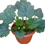 Squash Zucchini Courgette 1 Gallon Ht7 Plant Zucchini Zucchinis Baby Marrow