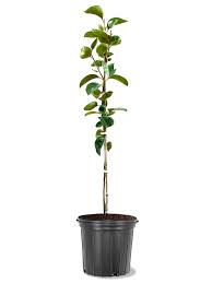 Fuji Apple - 5 Gallon - Tree, Fruit - Fruit Plants