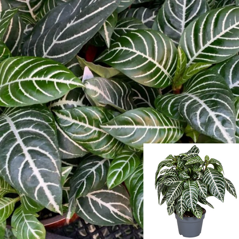 Zebra Prized Foliage Zebra White And Green Leaf Yellow Flower Indoor 1 Gallon Pot Live Plant Ht7